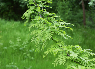 Green forest in summer, beautiful