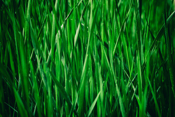 Close-up Grass in the forest