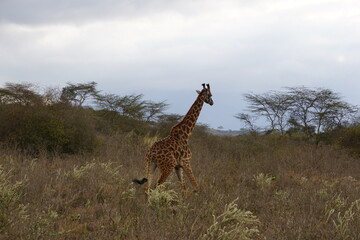 giraffe in the wild