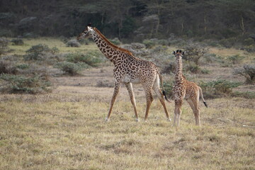 baby giraffe