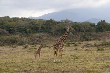 family giraffe
