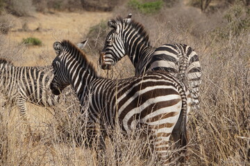 zebras in the savannah