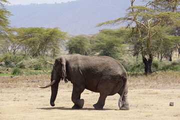 walking elephant