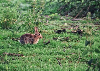 Cute European rabbit sitting on the grass during the daytime