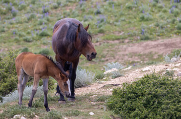 Wild Horses in Summer in the Pryor Mountains Montana