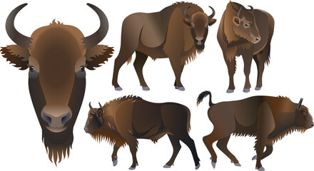 rare animal bison european wild ox © Lynxonatree