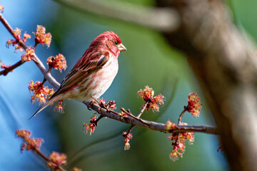 A purple finch sits on a branch in our maple tree in Windsor in Upstate NY.  The coloring of the Bird and the Blossoms are very similar.  Purple Finch blends in with this Maple Tree in Spring