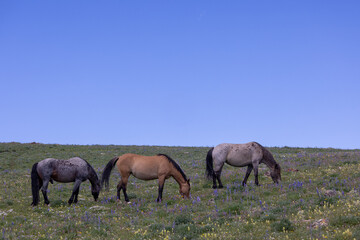 Naklejka na ściany i meble Wild Horses in Summer in the Pryor Mountains Montana
