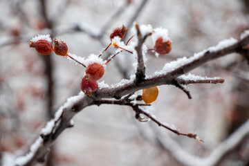 red Christmas berries in snow