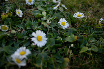 daisies in the garden