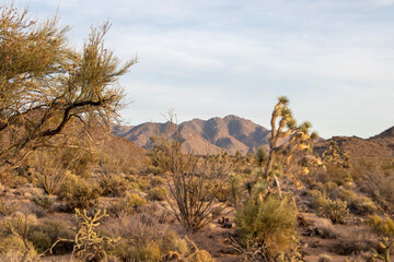 Fototapeta premium joshua trees in the desert landscape