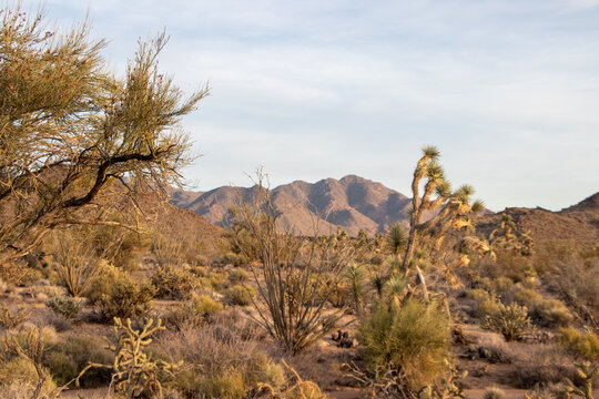 joshua trees in the desert landscape