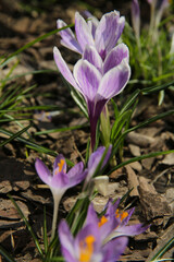 Fototapeta premium blurred floral background, crocus flowers on a sunny day