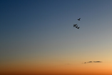 Fototapeta na wymiar Birds flying against blue and orange sky