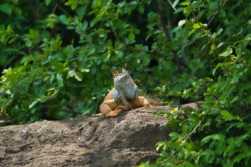 Beautiful closeup of a green male Iguana on a rocky cliff in a jungle