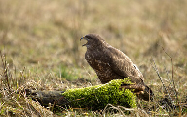 Common buzzard on the forest at spring. Buteo buteo. Portrait of Common buzzard, wildlife animals. Bird of prey.
