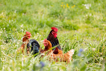 Cock in a farm in Asturias, Spain © josevgluis