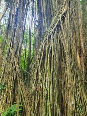 Vine in Forest