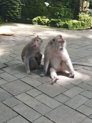 Monkeys sitting on the street
