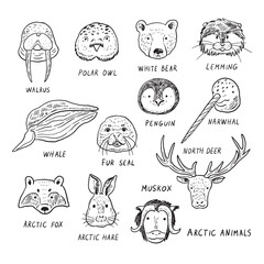 Arctic animals funny faces vector line illustrations set.