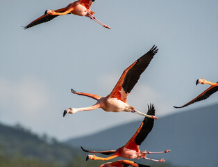 Flamingoes take to the air in the Galápagos Islands
