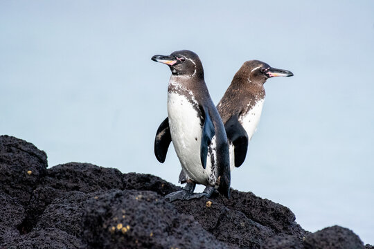 Which way do we go? Two Gal&aacute;pagos penguins in the Gal&aacute;pagos Islands. 