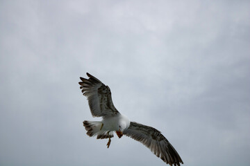 eagle in flight