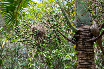 Unripe green fruit of the foxtail palm tree, Wodyetia bifurcata, Mauritius, Africa