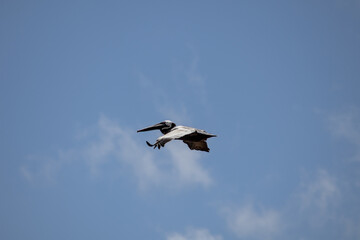 pelican in flight