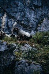 Closeup of a group of sheep in grass mountains in the dark