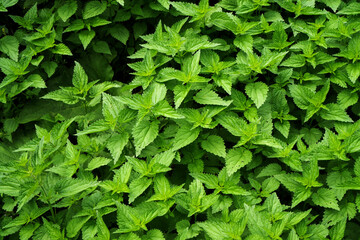 Obraz premium Nettle thickets. Fresh nettle leaves. Green leaves background.