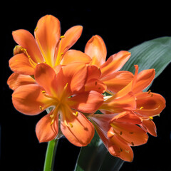 Orange Clivia Miniata on a dark background