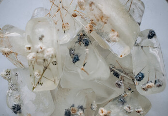 dry gypsophila flowers in ice