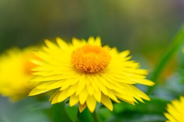 Close-Up Yellow Strawflower in Macro Photography: Texture and Petal Details