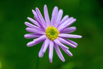 Close-Up Violet Purple Swan River Daisy in Macro Photography: Vibrant Petals and Details