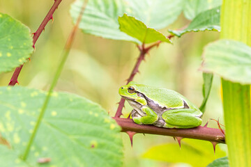 Tree frog from the North of Belgium