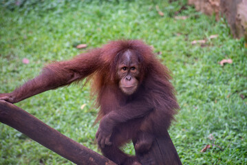 Close up of The Sumatran orangutan, Pongo abelii