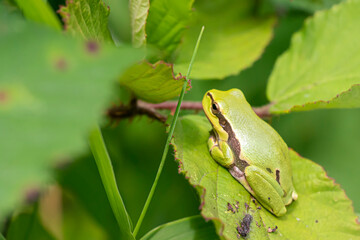 Tree frog from the North of Belgium