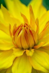 Fototapeta na wymiar Close-Up Radiant Yellow Dahlia Flower in Macro Photography