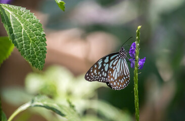 Blue tiger butterfly insect sitting on a leaf on a plant in a garden