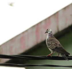 A BIRD ON TOP OF CABLE