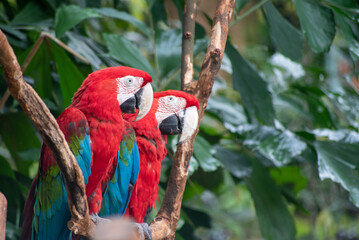 Close up of Macaw Bird, The blue and yellow macaw, Ara ararauna, also known as the blue and gold macaw