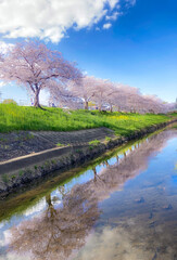 桜並木と川