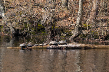 A family of turtles sitting on a log in a lake