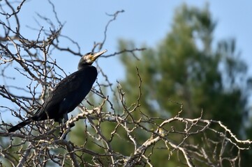 Cormorant standing on tree branch, sky background