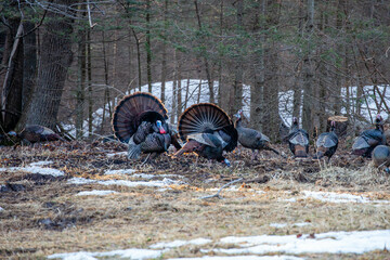 Two male wild eastern turkeys (Meleagris gallopavo) displaying and strutting in front of hens