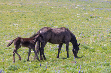 Wild Horse Mare and Foal in Summer in the Pryor Mountains Montana