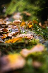 Vertical shot of a mushroom in the forest on a blurred background