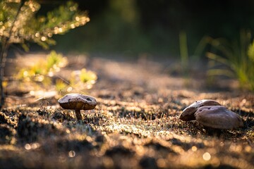 Closeup shot of a mushroom in the forest on a blurred background