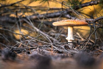 Closeup shot of a mushroom in the forest on a blurred background